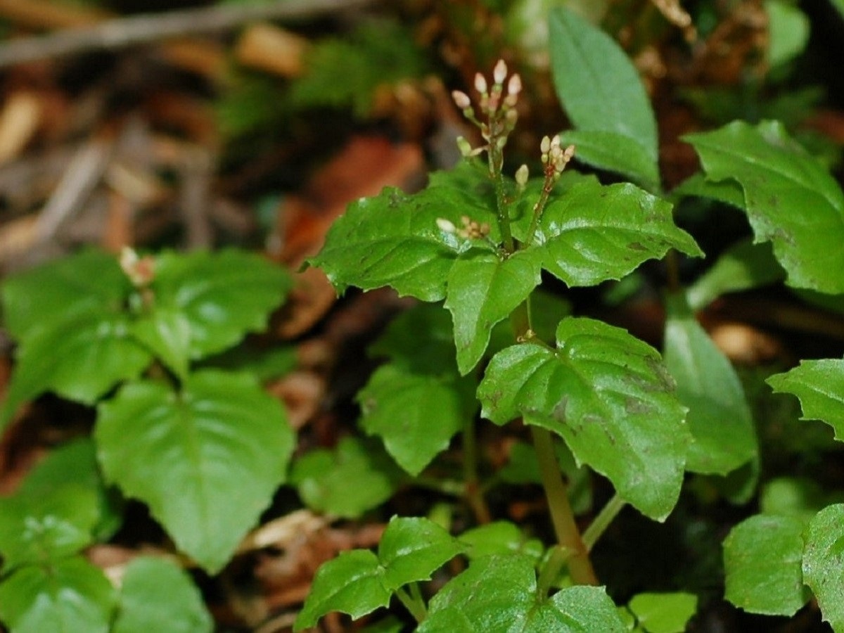 Circaea alpina subsp. alpina (Onagraceae)